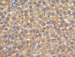 FRK Antibody in Immunohistochemistry (Paraffin) (IHC (P))