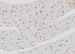 FXR2 Antibody in Immunohistochemistry (Paraffin) (IHC (P))