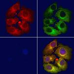 AKAP13 Antibody in Immunocytochemistry (ICC/IF)