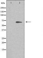 ARMCX2 Antibody in Western Blot (WB)