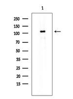 SMG7 Antibody in Western Blot (WB)