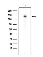 SMG7 Antibody in Western Blot (WB)