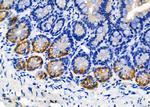 Adenylate Cyclase 4 Antibody in Immunohistochemistry (Paraffin) (IHC (P))