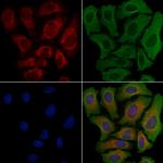 CYP39A1 Antibody in Immunocytochemistry (ICC/IF)