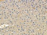 CYP39A1 Antibody in Immunohistochemistry (Paraffin) (IHC (P))