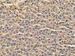 CYP39A1 Antibody in Immunohistochemistry (Paraffin) (IHC (P))