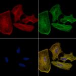 MRPS35 Antibody in Immunocytochemistry (ICC/IF)