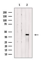 MRPS35 Antibody in Western Blot (WB)