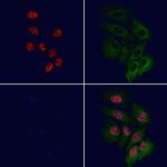 RPL11 Antibody in Immunocytochemistry (ICC/IF)