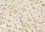 RPL39 Antibody in Immunohistochemistry (Paraffin) (IHC (P))