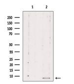 RPL39 Antibody in Western Blot (WB)