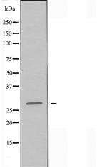 Cdc42EP2 Antibody in Western Blot (WB)