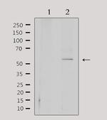 CEP55 Antibody in Western Blot (WB)