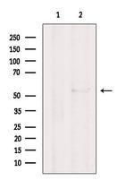 CEP55 Antibody in Western Blot (WB)