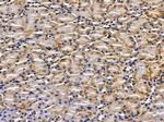 CLCNKA Antibody in Immunohistochemistry (Paraffin) (IHC (P))