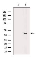 ENDOGL1 Antibody in Western Blot (WB)
