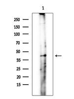 Folate Receptor alpha Antibody in Western Blot (WB)