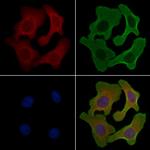 POFUT1 Antibody in Immunocytochemistry (ICC/IF)