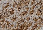 GNB5 Antibody in Immunohistochemistry (Paraffin) (IHC (P))