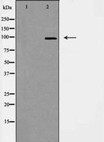 CEP97 Antibody in Western Blot (WB)