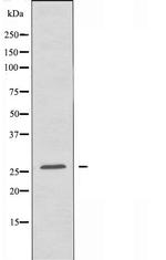 MRPS34 Antibody in Western Blot (WB)