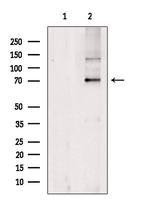 NXF3 Antibody in Western Blot (WB)