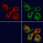 SLC22A3 Antibody in Immunocytochemistry (ICC/IF)