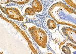 KCNK17 Antibody in Immunohistochemistry (Paraffin) (IHC (P))