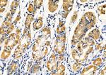 KCNK4 Antibody in Immunohistochemistry (Paraffin) (IHC (P))