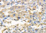 KCNK4 Antibody in Immunohistochemistry (Paraffin) (IHC (P))