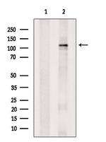 Pyruvate Carboxylase Antibody in Western Blot (WB)