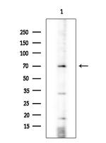 ARHGEF7 Antibody in Western Blot (WB)