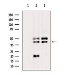 RIMKLA Antibody in Western Blot (WB)