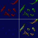 SLC24A4 Antibody in Immunocytochemistry (ICC/IF)