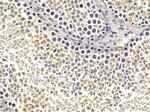 TCP-1 epsilon Antibody in Immunohistochemistry (Paraffin) (IHC (P))