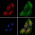 EDG6 Antibody in Immunocytochemistry (ICC/IF)