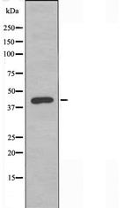 GPR173 Antibody in Western Blot (WB)