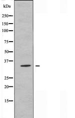 OR13G1 Antibody in Western Blot (WB)