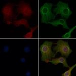 OR2M2 Antibody in Immunocytochemistry (ICC/IF)