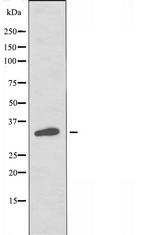 OR2M2 Antibody in Western Blot (WB)