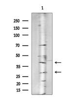 OR4C6 Antibody in Western Blot (WB)
