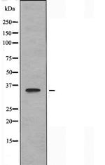 OR8J1 Antibody in Western Blot (WB)