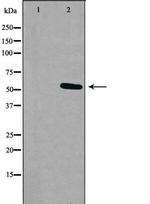 RXFP3 Antibody in Western Blot (WB)