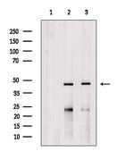 VN1R2 Antibody in Western Blot (WB)