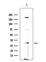 OR10R2 Antibody in Western Blot (WB)