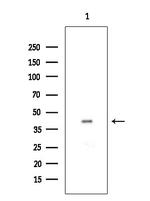 OR12D3 Antibody in Western Blot (WB)