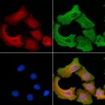 ATG13 Antibody in Immunocytochemistry (ICC/IF)