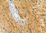 ATG13 Antibody in Immunohistochemistry (Paraffin) (IHC (P))