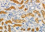 ATG13 Antibody in Immunohistochemistry (Paraffin) (IHC (P))