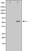 ATG13 Antibody in Western Blot (WB)